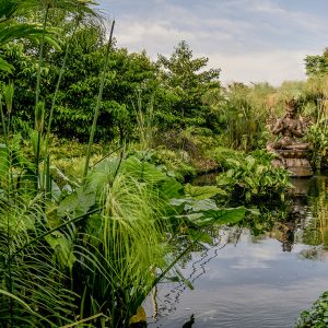 Fish Pond