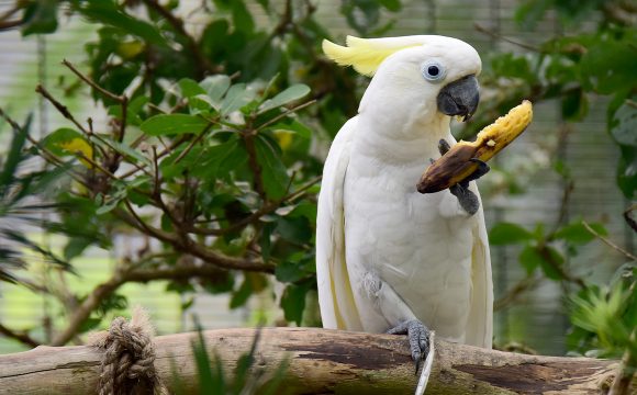 领养动物